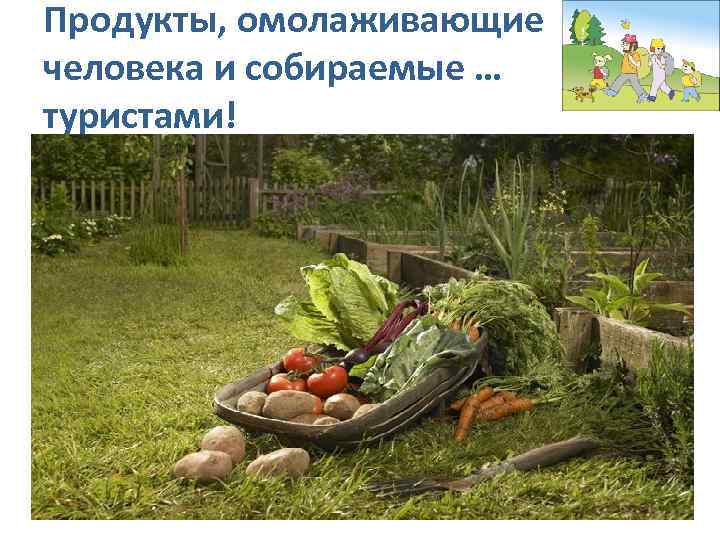 Продукты, омолаживающие человека и собираемые … туристами! 