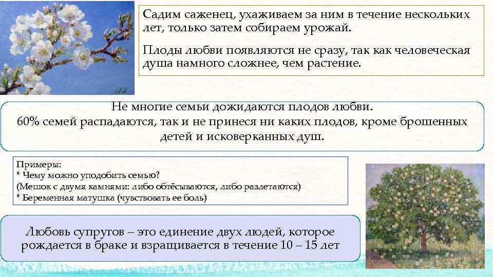 Садим саженец, ухаживаем за ним в течение нескольких лет, только затем собираем урожай. Плоды