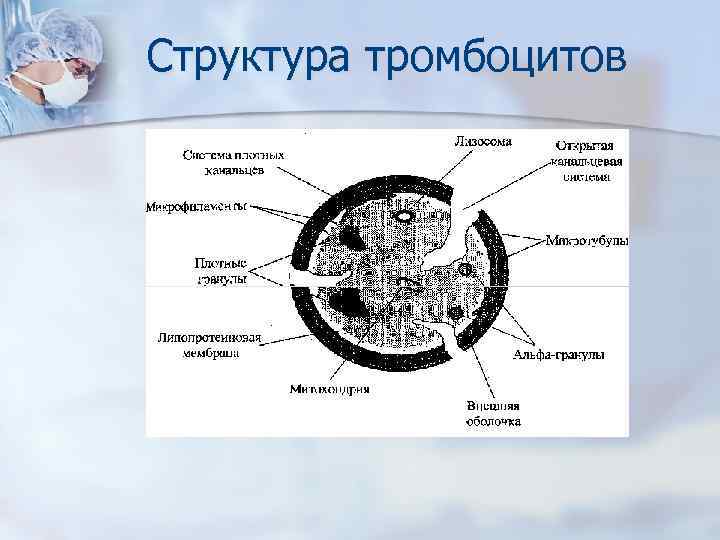 Структура тромбоцитов 