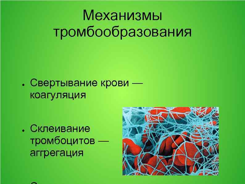 Механизмы тромбообразования ● ● Свертывание крови — коагуляция Склеивание тромбоцитов — аггрегация 