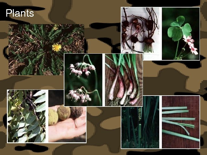 Plants 
