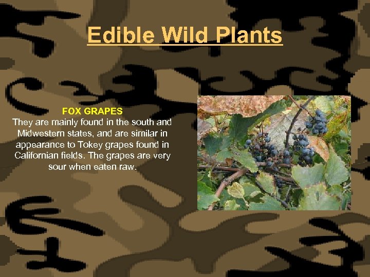 Edible Wild Plants FOX GRAPES They are mainly found in the south and Midwestern