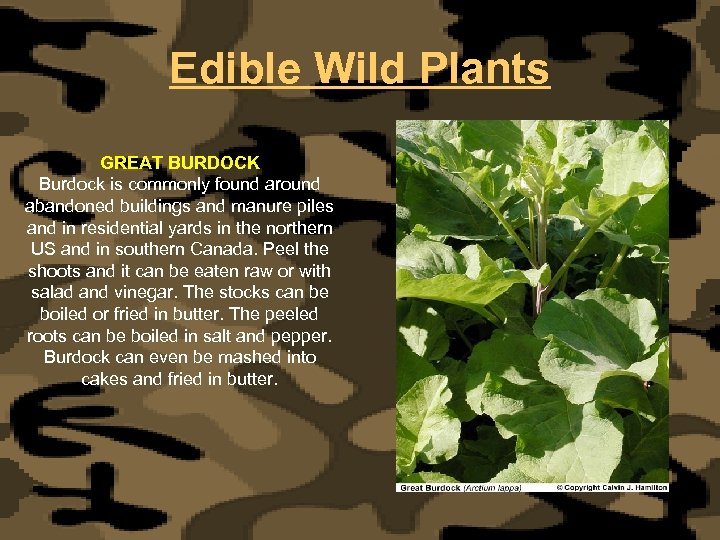 Edible Wild Plants GREAT BURDOCK Burdock is commonly found around abandoned buildings and manure