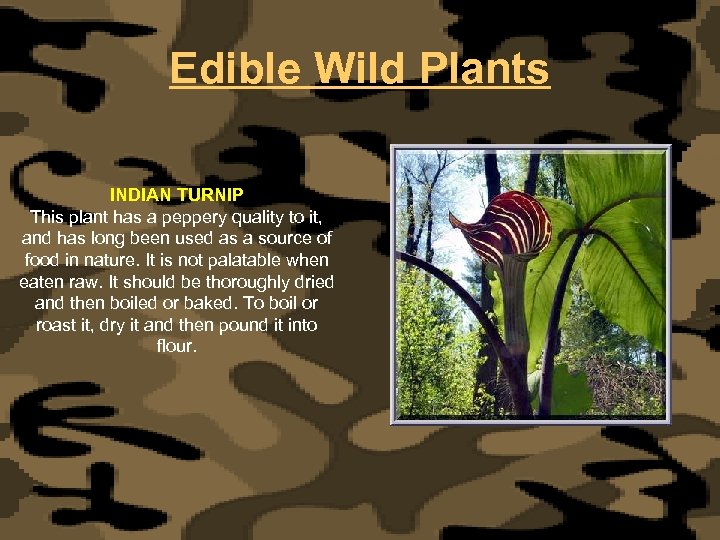 Edible Wild Plants INDIAN TURNIP This plant has a peppery quality to it, and