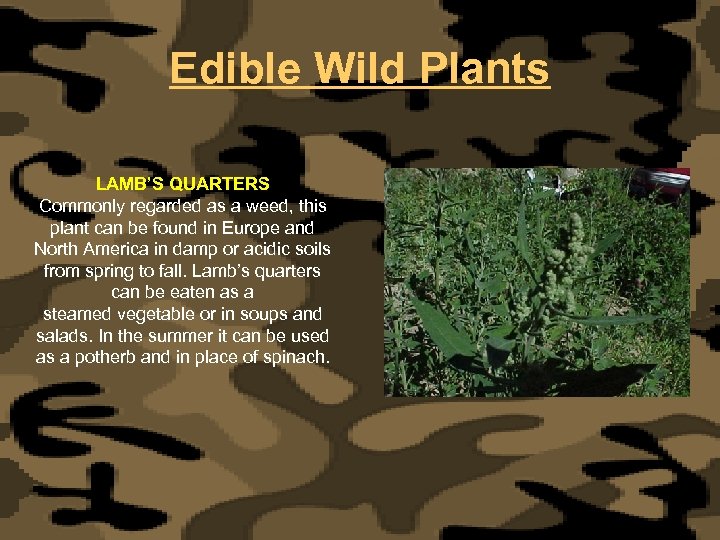 Edible Wild Plants LAMB’S QUARTERS Commonly regarded as a weed, this plant can be
