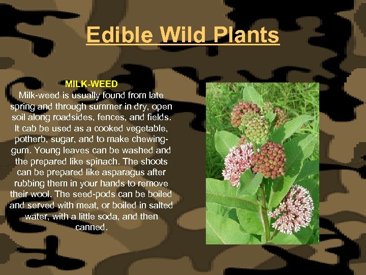Edible Wild Plants MILK-WEED Milk-weed is usually found from late spring and through summer