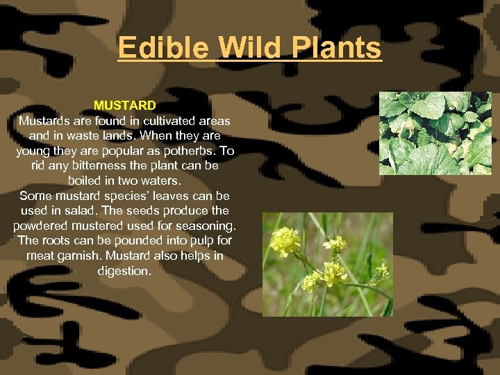 Edible Wild Plants MUSTARD Mustards are found in cultivated areas and in waste lands.