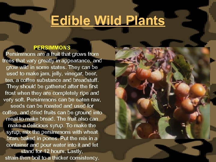 Edible Wild Plants PERSIMMONS Persimmons are a fruit that grows from trees that vary