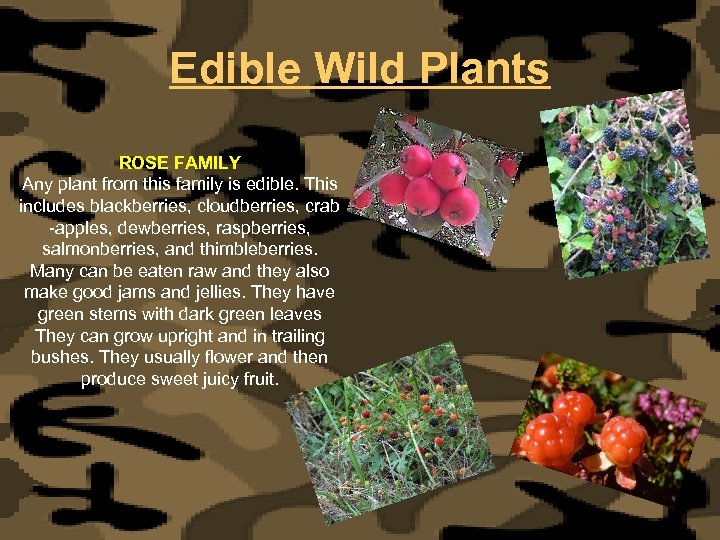 Edible Wild Plants ROSE FAMILY Any plant from this family is edible. This includes