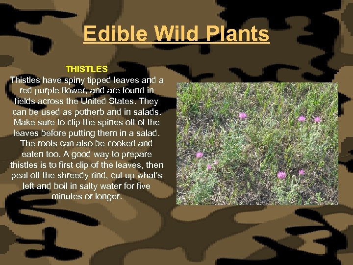 Edible Wild Plants THISTLES Thistles have spiny tipped leaves and a red purple flower,