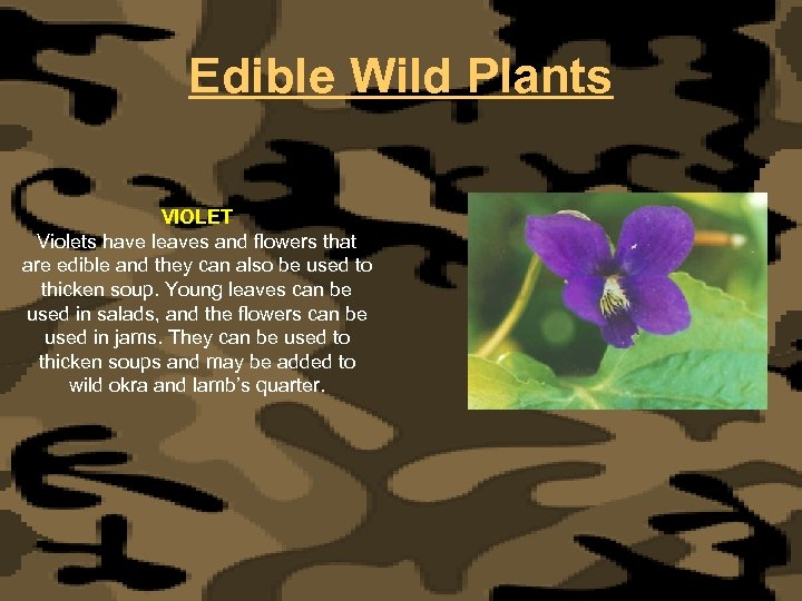 Edible Wild Plants VIOLET Violets have leaves and flowers that are edible and they