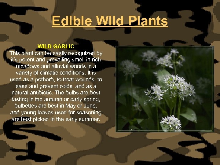Edible Wild Plants WILD GARLIC This plant can be easily recognized by it’s potent