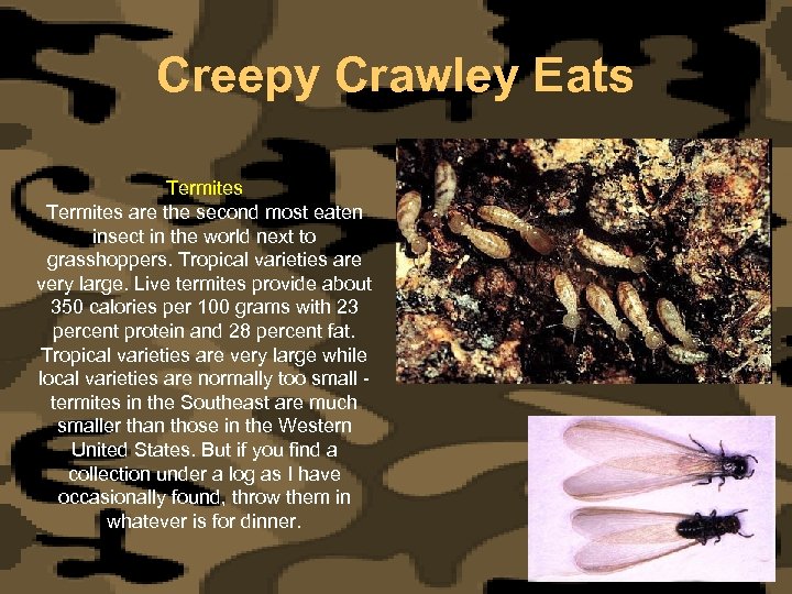 Creepy Crawley Eats Termites are the second most eaten insect in the world next