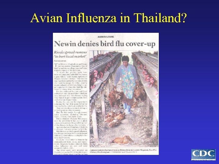 Avian Influenza in Thailand? 