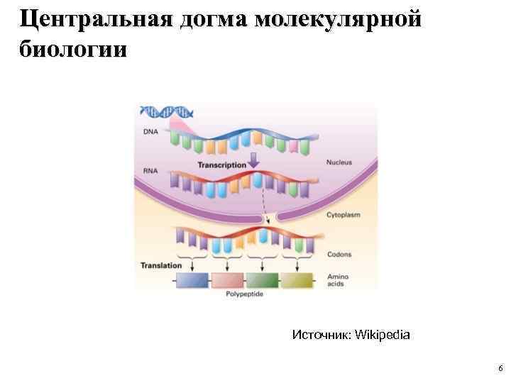 Центральная догма молекулярной биологии Источник: Wikipedia 6 