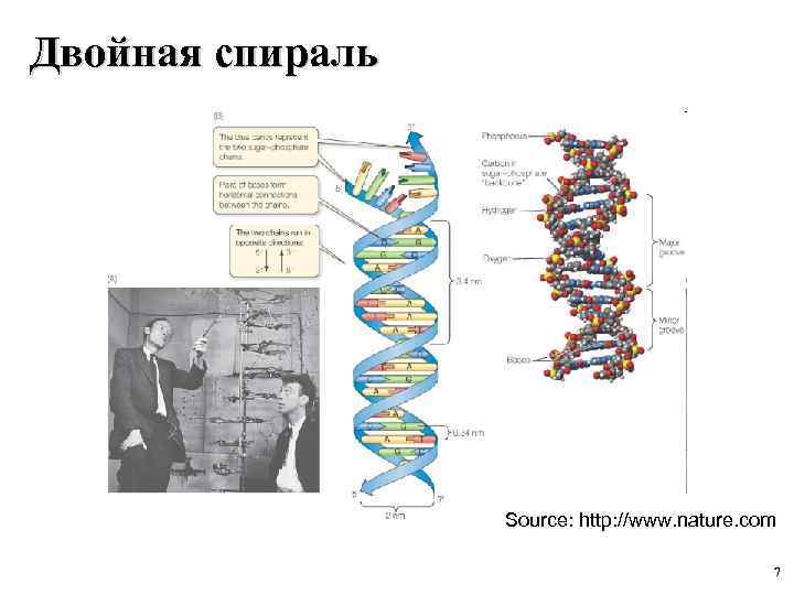 Двойная спираль Source: http: //www. nature. com 7 