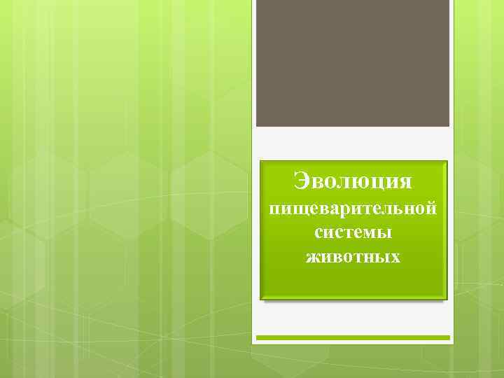 Эволюция пищеварительной системы животных 