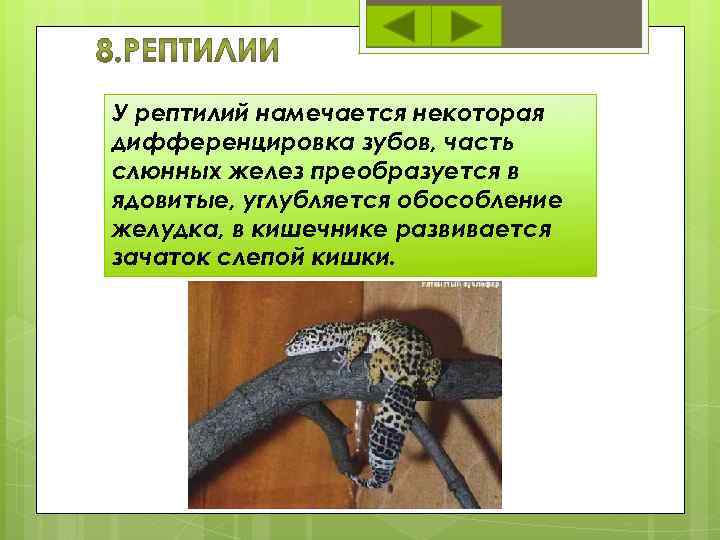 У рептилий намечается некоторая дифференцировка зубов, часть слюнных желез преобразуется в ядовитые, углубляется обособление
