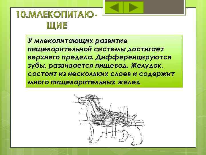 Пищеварительная система у млекопитающих схема биология 7 класс