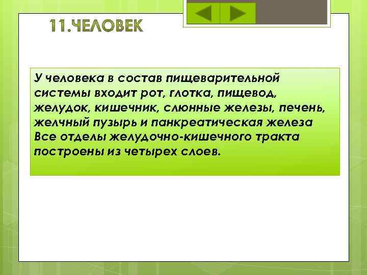 У человека в состав пищеварительной системы входит рот, глотка, пищевод, желудок, кишечник, слюнные железы,