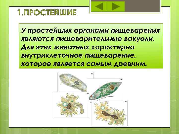 Какие признаки характерны для животного изображенного на рисунке пищеварение внутриклеточное