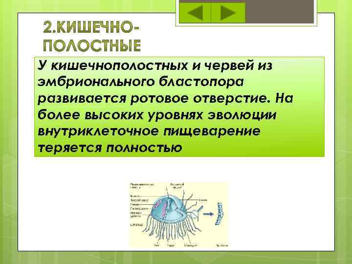 У кишечнополостных и червей из эмбрионального бластопора развивается ротовое отверстие. На более высоких уровнях