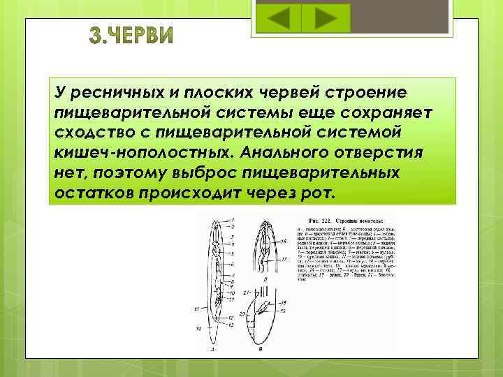 У ресничных и плоских червей строение пищеварительной системы еще сохраняет сходство с пищеварительной системой