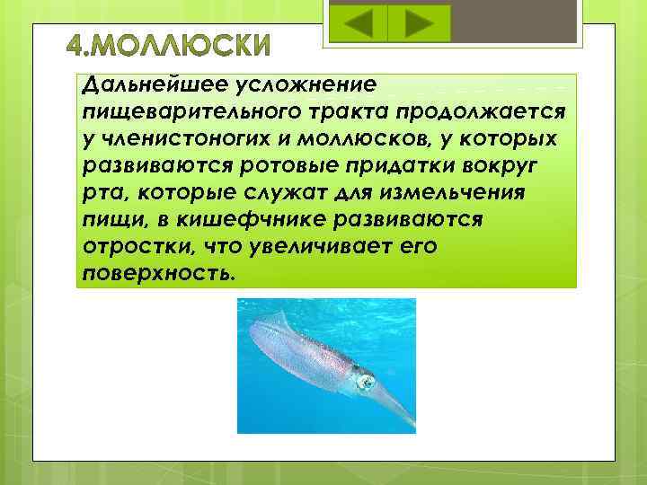 Дальнейшее усложнение пищеварительного тракта продолжается у членистоногих и моллюсков, у которых развиваются ротовые придатки