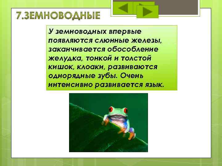 У земноводных впервые появляются слюнные железы, заканчивается обособление желудка, тонкой и толстой кишок, клоаки,