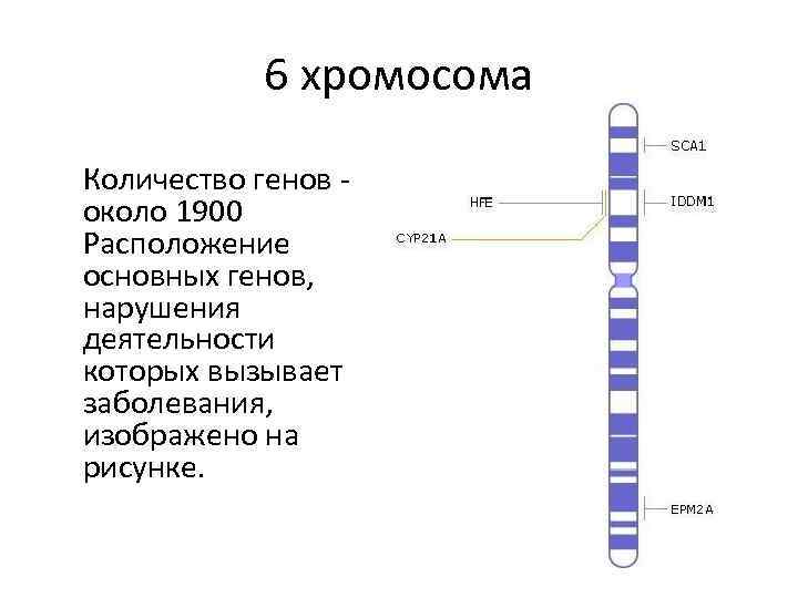 Хромосомы относятся. Хромосома. Ген геном хромосома. Линейное расположение генов в хромосоме. Хромосома-6.