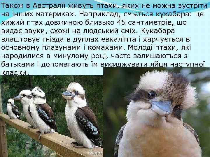 Також в Австралії живуть птахи, яких не можна зустріти на інших материках. Наприклад, сміється