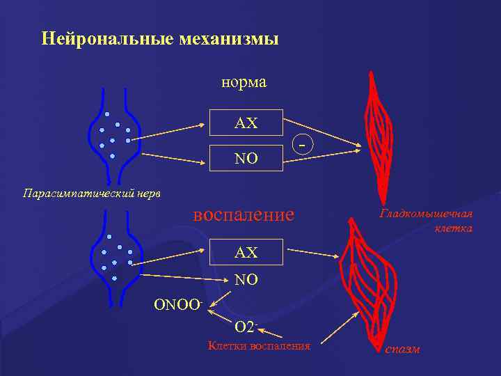 Нейрональные механизмы норма АХ NO - Парасимпатический нерв воспаление Гладкомышечная клетка АХ NO ОNOОО