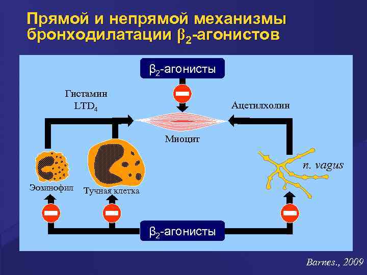 Прямой и непрямой механизмы бронходилатации β 2 -агонистов β 2 -агонисты Гистамин LTD 4