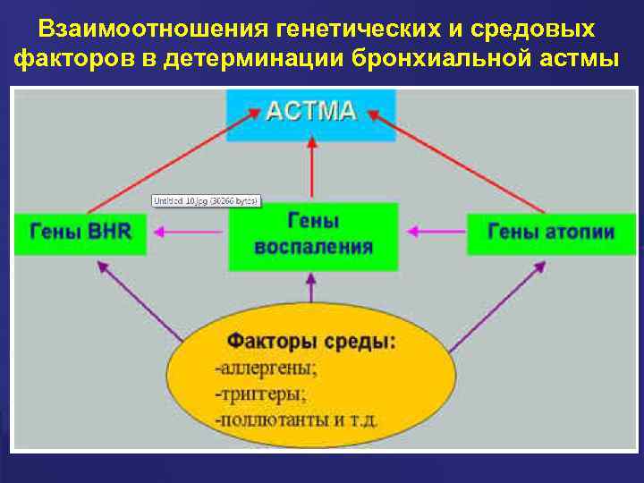 Взаимоотношения генетических и средовых факторов в детерминации бронхиальной астмы 
