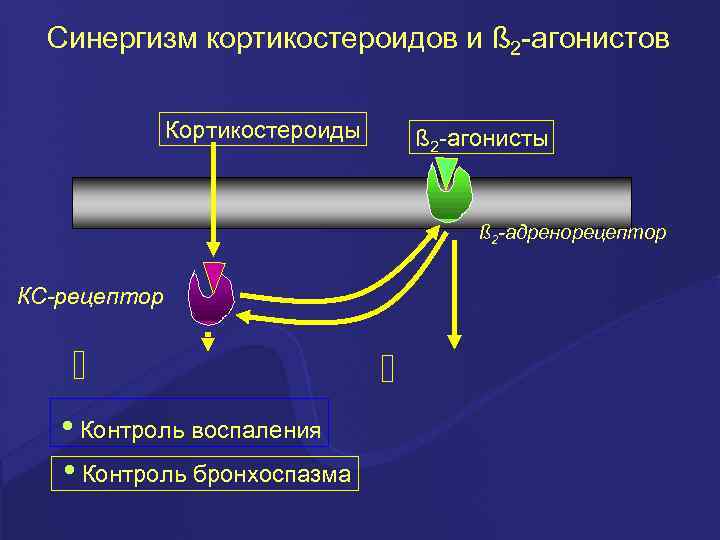 Синергизм кортикостероидов и ß 2 -агонистов Кортикостероиды ß 2 -агонисты ß 2 -адренорецептор КС-рецептор