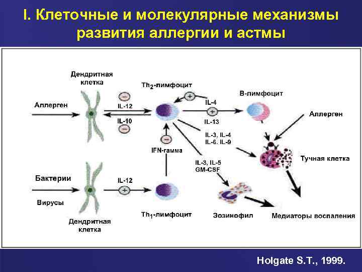 I. Клеточные и молекулярные механизмы развития аллергии и астмы Holgate S. T. , 1999.