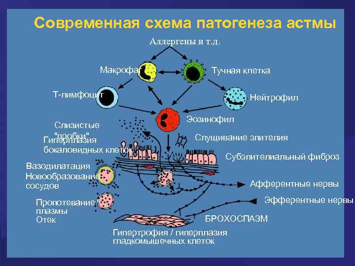 Современная схема патогенеза астмы Аллергены и т. д. Макрофаг Тучная клетка Т-лимфоцит Слизистые 