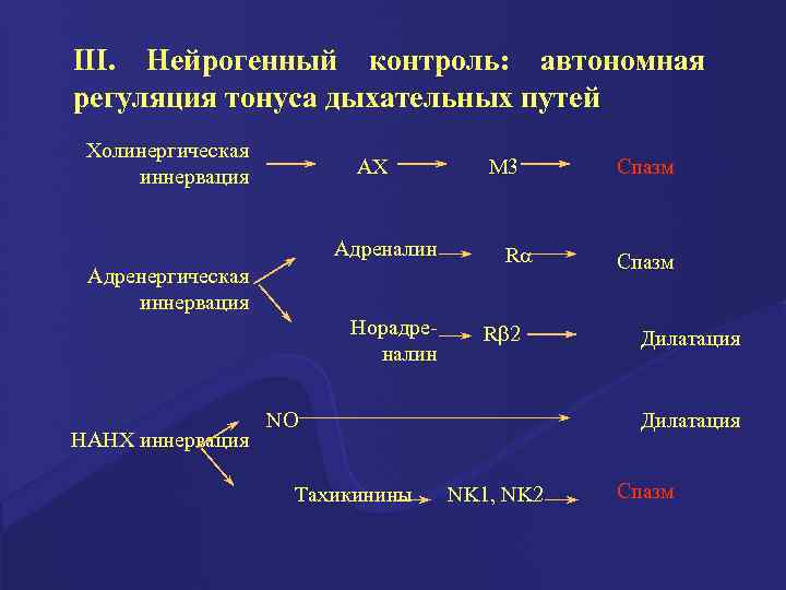 III. Нейрогенный контроль: автономная регуляция тонуса дыхательных путей Холинергическая иннервация АХ Адреналин Адренергическая иннервация