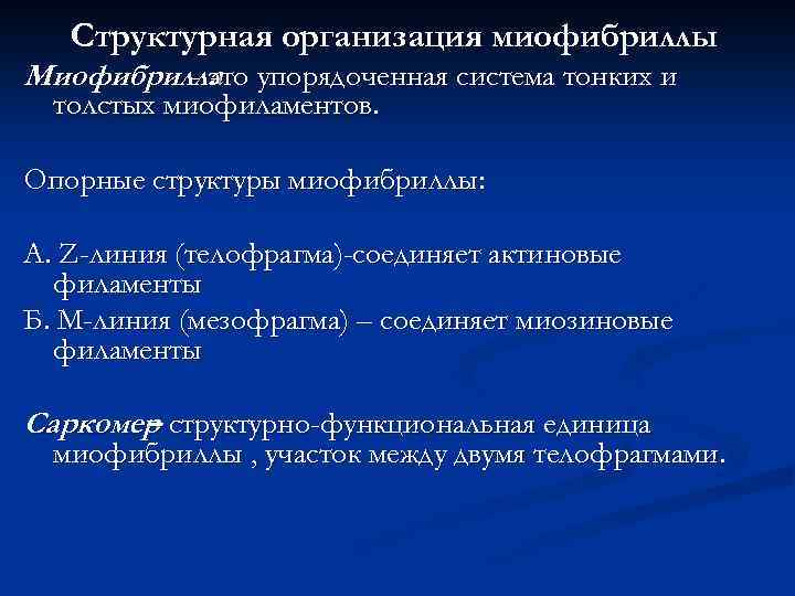 Структурная организация миофибриллы Миофибрилла упорядоченная система тонких и - это толстых миофиламентов. Опорные структуры