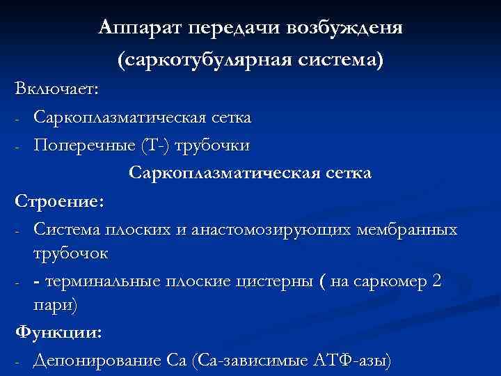 Аппарат передачи возбужденя (саркотубулярная система) Включает: - Саркоплазматическая сетка - Поперечные (Т-) трубочки Саркоплазматическая