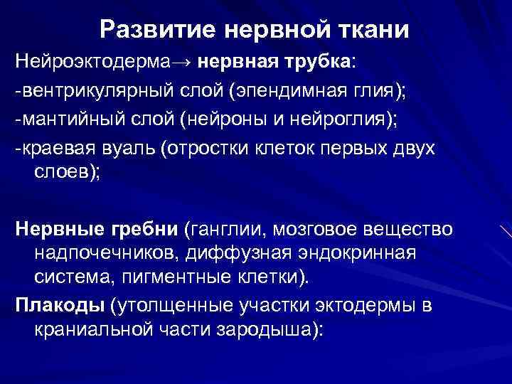 Развитие нервной ткани Нейроэктодерма→ нервная трубка: -вентрикулярный слой (эпендимная глия); -мантийный слой (нейроны и