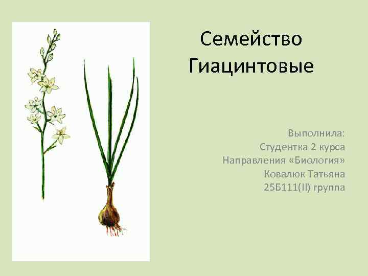 Семейство Гиацинтовые Выполнила: Студентка 2 курса Направления «Биология» Ковалюк Татьяна 25 Б 111(II) группа