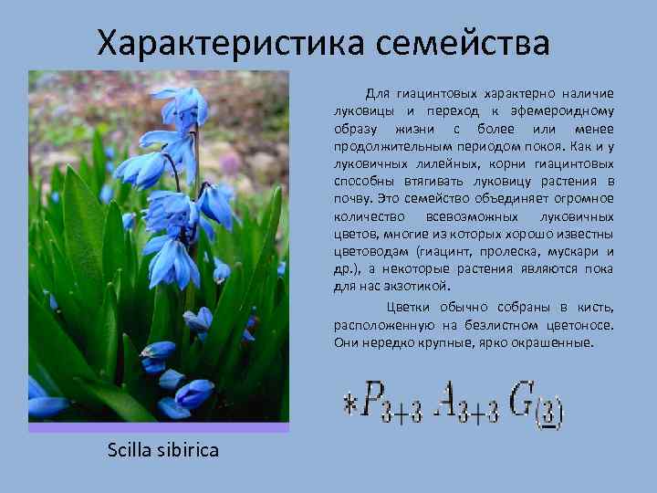 Характеристика семейства Для гиацинтовых характерно наличие луковицы и переход к эфемероидному образу жизни с