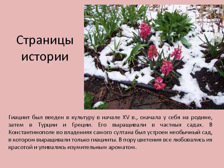 Страницы истории Гиацинт был введен в культуру в начале XV в. , сначала у