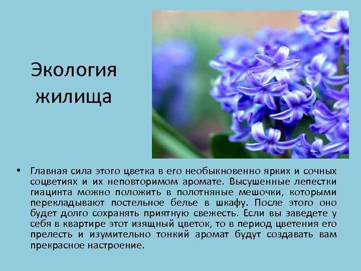 Экология жилища • Главная сила этого цветка в его необыкновенно ярких и сочных соцветиях