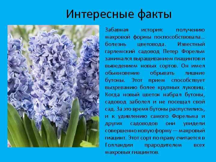 Интересные факты Забавная история: получению махровой формы поспособствовала… болезнь цветовода. Известный гарлемский садовод Петер