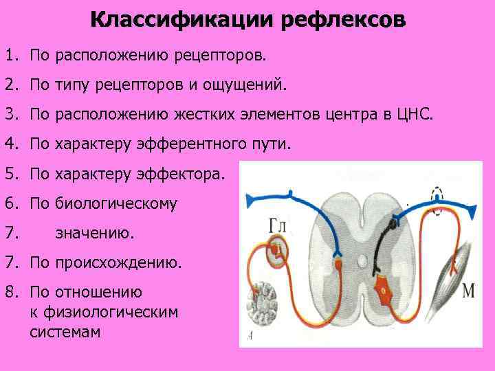 Классификации рефлексов 1. По расположению рецепторов. 2. По типу рецепторов и ощущений. 3. По