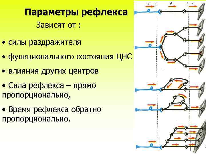 Параметры рефлекса Зависят от : • силы раздражителя • функционального состояния ЦНС • влияния