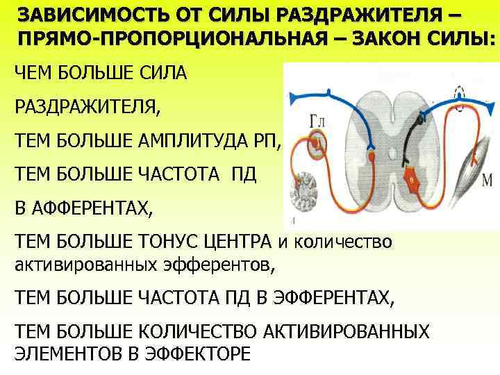 ЗАВИСИМОСТЬ ОТ СИЛЫ РАЗДРАЖИТЕЛЯ – ПРЯМО-ПРОПОРЦИОНАЛЬНАЯ – ЗАКОН СИЛЫ: ЧЕМ БОЛЬШЕ СИЛА РАЗДРАЖИТЕЛЯ, ТЕМ