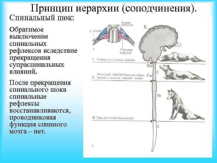 Принцип иерархии (соподчинения). Спинальный шок: Обратимое выключение спинальных рефлексов вследствие прекращения супраспинальных влияний. После